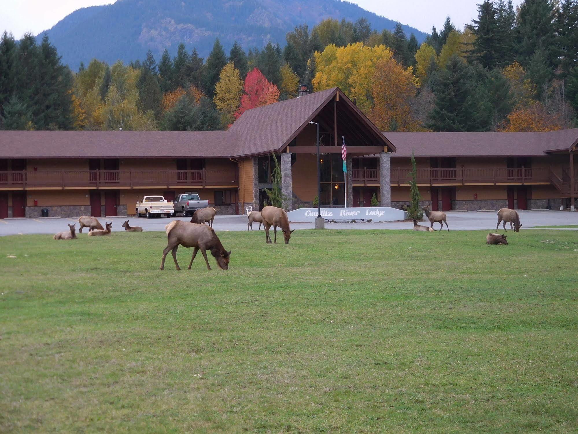 Cowlitz River Lodge Packwood Dış mekan fotoğraf