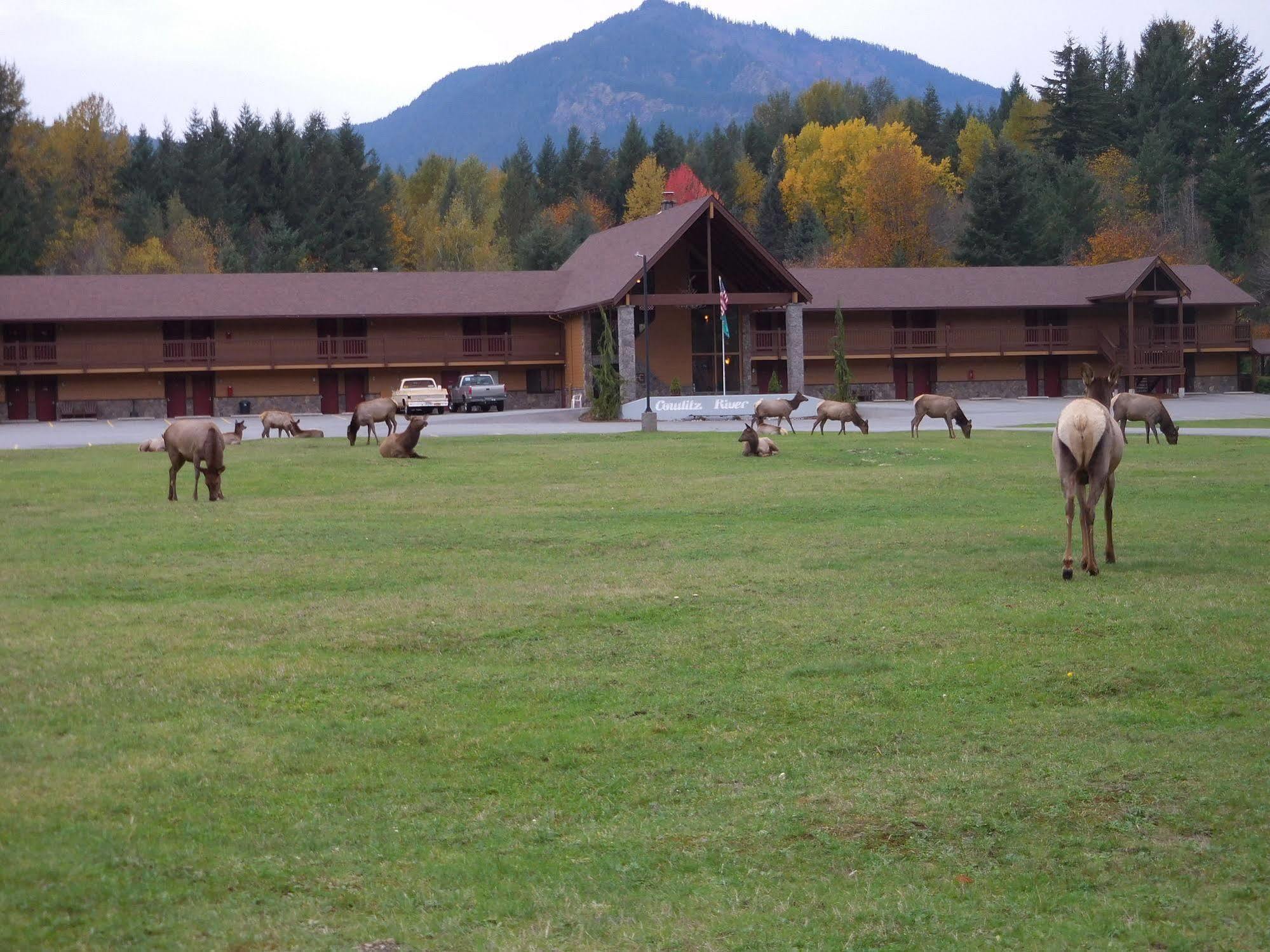 Cowlitz River Lodge Packwood Dış mekan fotoğraf