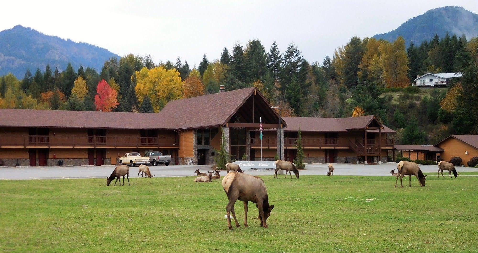 Cowlitz River Lodge Packwood Dış mekan fotoğraf