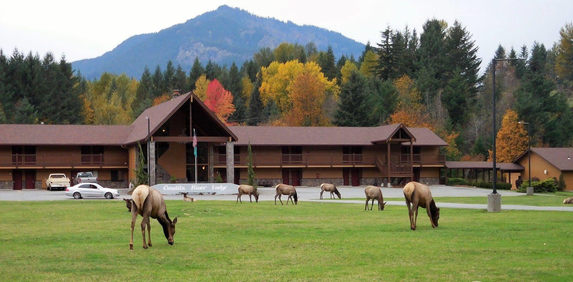 Cowlitz River Lodge Packwood Dış mekan fotoğraf